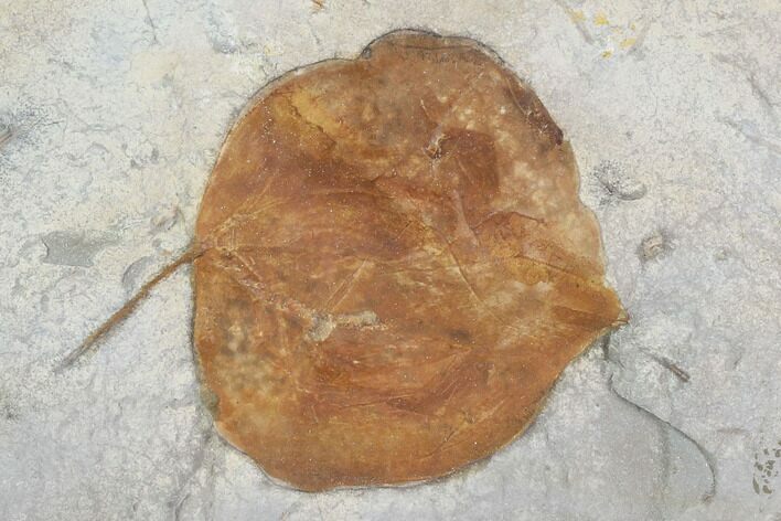 Detailed Fossil Leaf (Zizyphoides) - Montana #95298